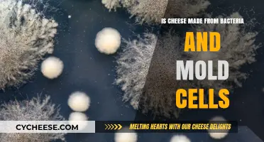 Unveiling the Bacterial Magic: How Mold and Bacteria Craft Cheesy Delights