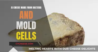 Cheese: Bacteria and Mold Cell Delicacy