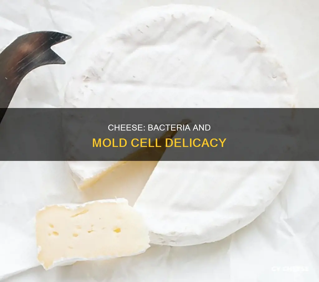 is cheese made from bacteria and mold cells