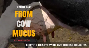 Unveiling the Myth: Is Cheese Really Made from Cow Mucus?