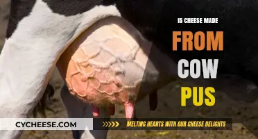 Unveiling the Truth: Is Cheese Really Made from Cow Pus?