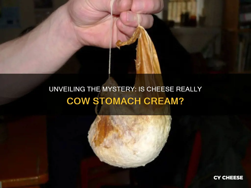 is cheese made from cow stomach