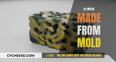 Cheese and Mold: A Delicious Partnership