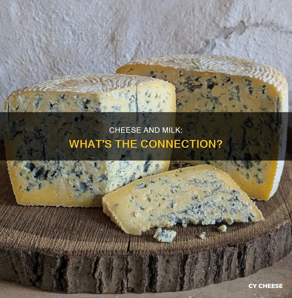 is cheese made of milk