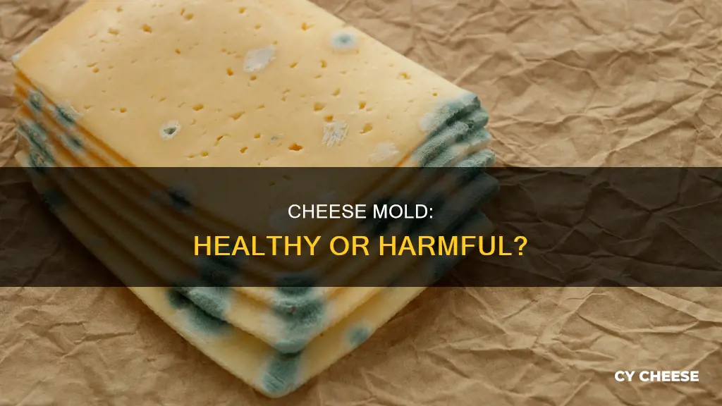 is cheese mold healthy