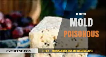 Is Cheese Mold Poisonous? Understanding Risks and Safe Consumption