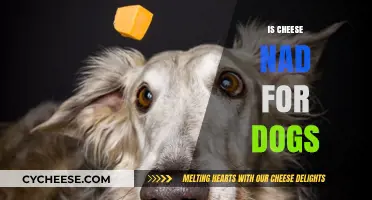 Is Cheese Safe for Dogs? Understanding Risks and Benefits