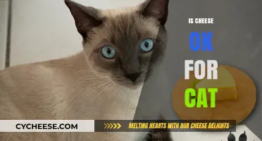 Can Cats Eat Cheese? Understanding the Risks and Benefits