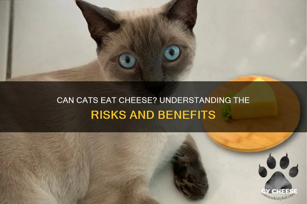 is cheese ok for cat