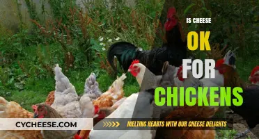 Can Chickens Eat Cheese? A Guide to Safe Chicken Treats