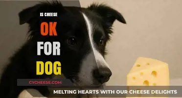 Can Dogs Eat Cheese? Safety, Benefits, and Risks Explained