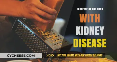 Can Dogs with Kidney Disease Safely Eat Cheese? Expert Insights