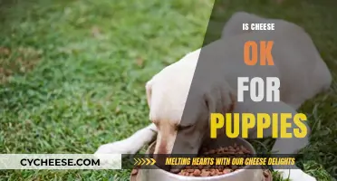 Can Puppies Eat Cheese? A Guide to Safe Puppy Snacks