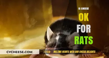 Can Rats Eat Cheese? Uncovering the Truth About This Dairy Treat