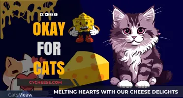 Can Cats Eat Cheese? Understanding the Risks and Benefits