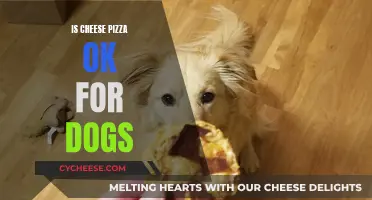 Can Dogs Safely Enjoy Cheese Pizza?