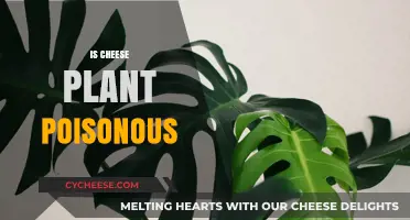 Is Cheese Plant Poisonous? Uncovering the Truth About Monstera Toxicity