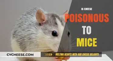 Is Cheese Poisonous to Mice? Unraveling the Myth and Facts