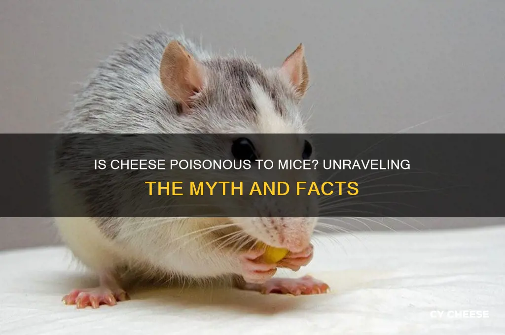 is cheese poisonous to mice