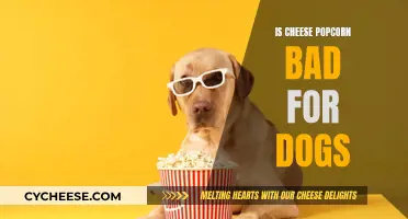 Cheese Popcorn: A Dog's Dietary Danger