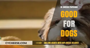 Cheese Popcorn: A Healthy Dog Treat?