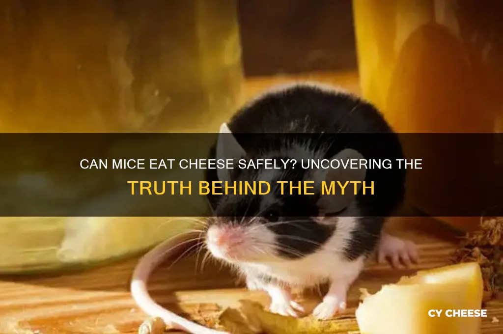 is cheese safe for mice