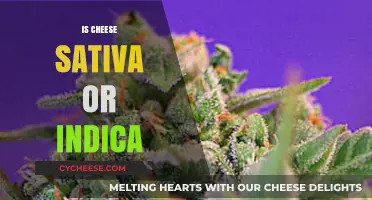 Cheese Strain Unveiled: Sativa or Indica? Exploring Its Origins