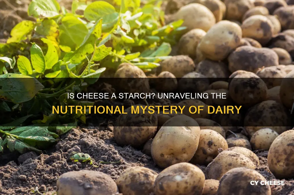 is cheese starch