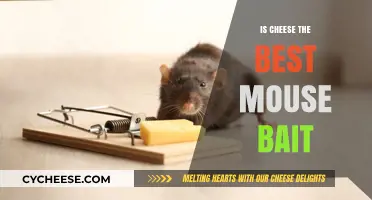 Cheese: The Ultimate Mouse Bait?