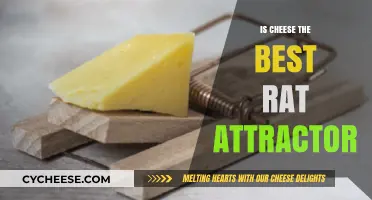 Cheese: The Ultimate Rat Magnet?