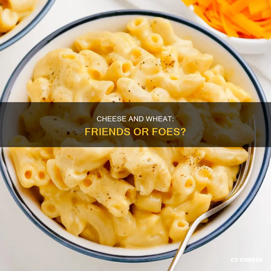 is cheese wheat free