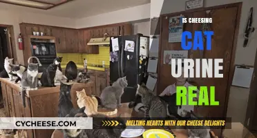 Is Cheesing Cat Urine a Real Phenomenon? Unraveling the Myth
