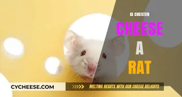 Is Chester Cheese a Rat? Unraveling the Mystery Behind the Myth