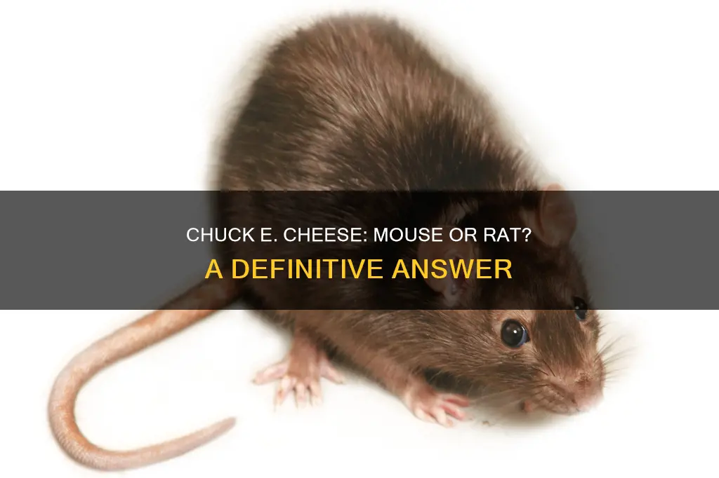 is chuck e cheese a rat or a mouse