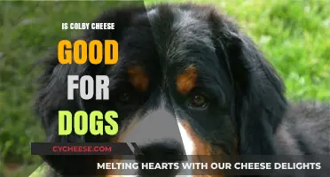 Colby Cheese for Dogs: Safe or Not?