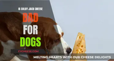 Colby Jack Cheese: Safe Treat or Danger for Dogs?