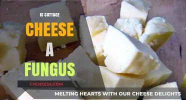 Is Cottage Cheese a Fungus? Unraveling the Dairy Mystery