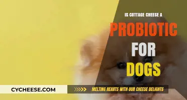 Can Dogs Benefit from Cottage Cheese as a Probiotic?