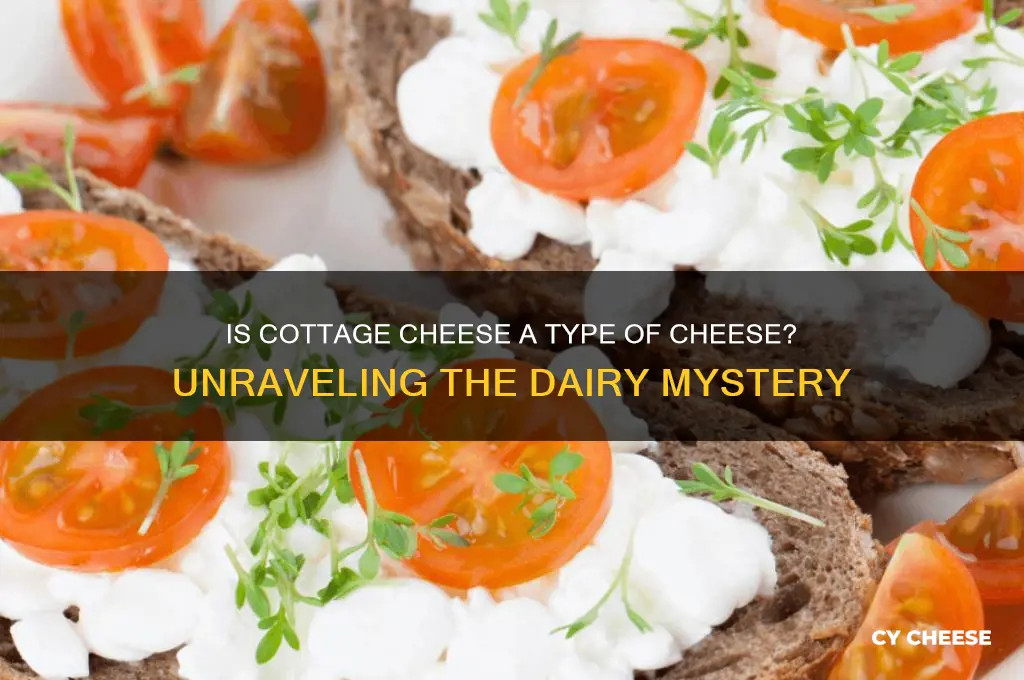 is cottage cheese a type of cheese