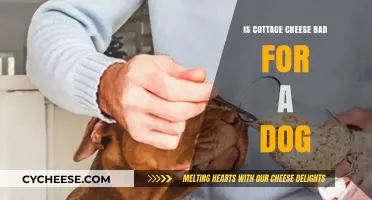 Is Cottage Cheese Safe for Dogs? A Complete Guide for Pet Owners