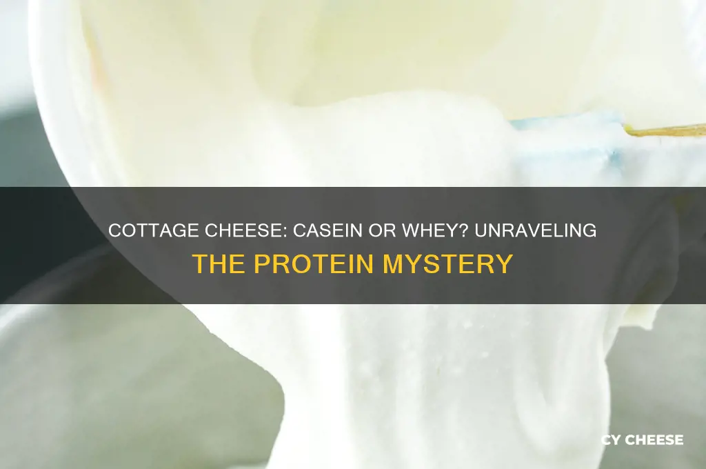 is cottage cheese casein or whey
