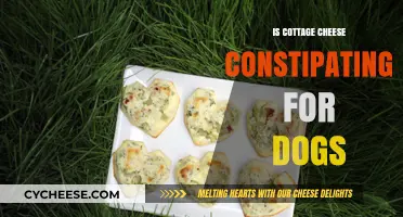 Can Dogs Eat Cottage Cheese? Constipation Concerns and Safe Feeding Tips
