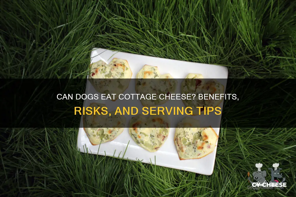 is cottage cheese goid for dogs