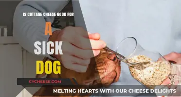 Cottage Cheese for Sick Dogs: Safe, Beneficial, or Risky?