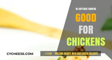 Cottage Cheese for Chickens: Benefits, Risks, and Feeding Tips