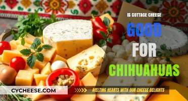 Can Chihuahuas Eat Cottage Cheese? Benefits and Risks Explained