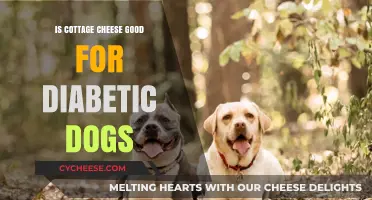 Cottage Cheese for Diabetic Dogs: Benefits, Risks, and Feeding Tips
