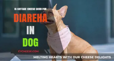Cottage Cheese for Dogs with Diarrhea: Safe Remedy or Risky Choice?
