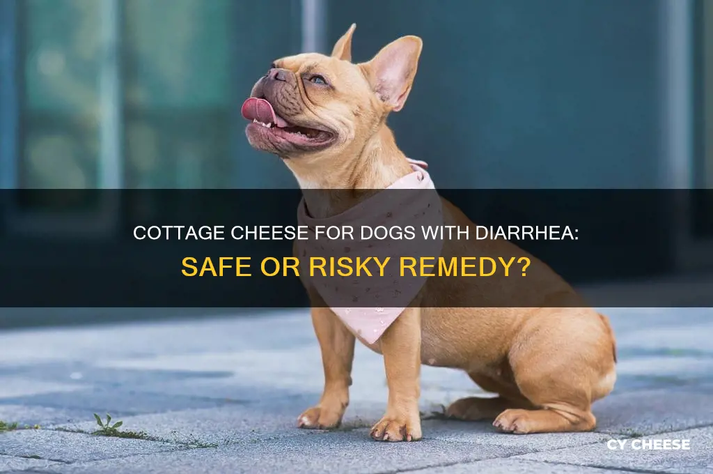 is cottage cheese good for diarrhea in dogs