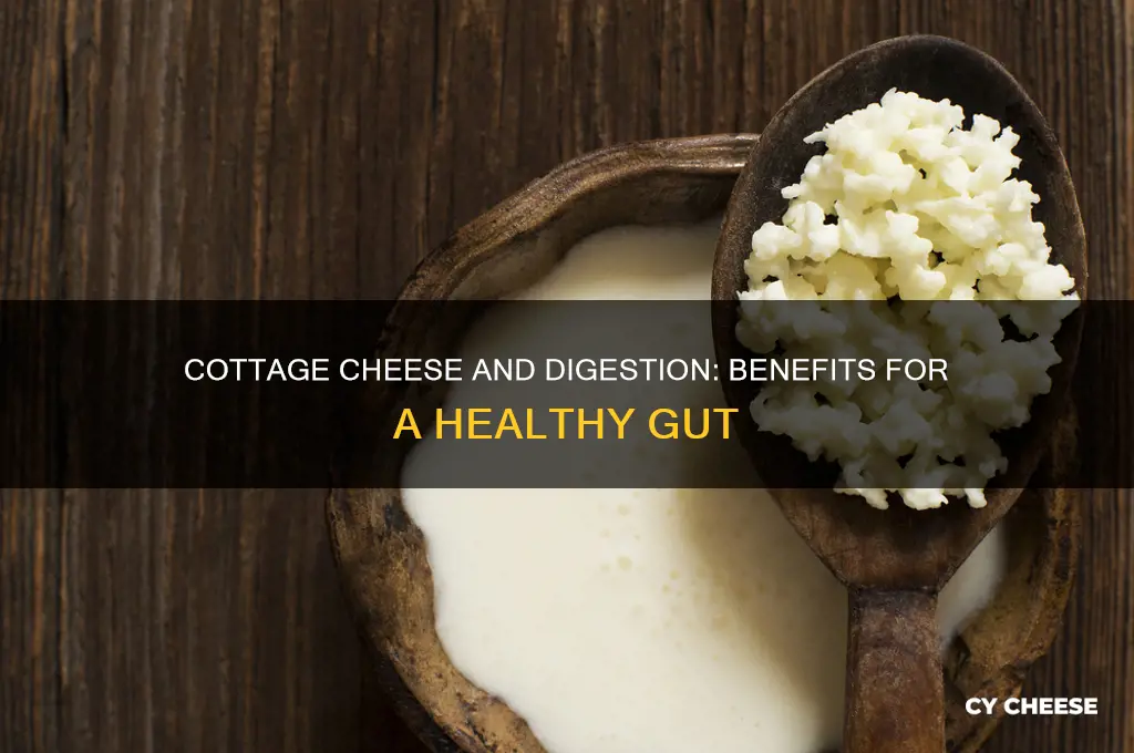is cottage cheese good for digestive health